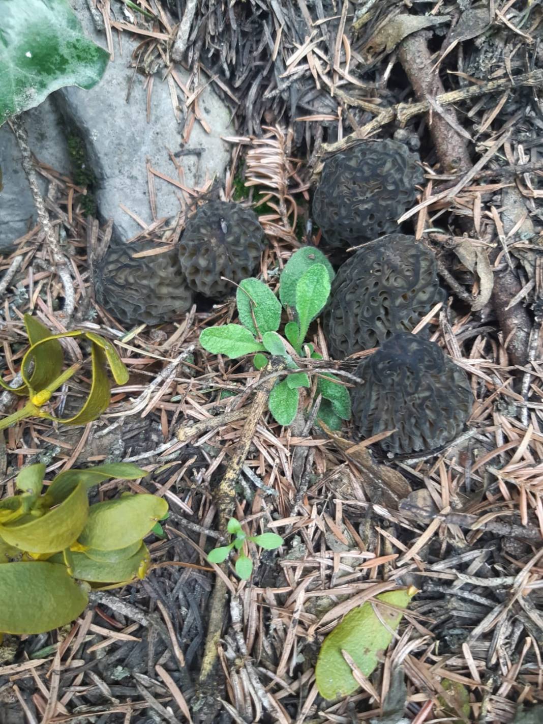 Konya’da kendiliğinden yetişiyor, toplayana kazandırıyor 1